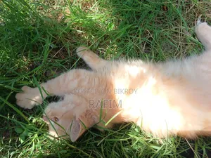 3-6 Months Male Purebred Persian