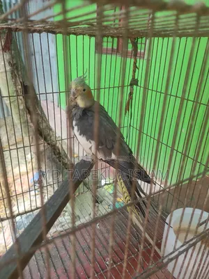 Female Cockatiel Bird