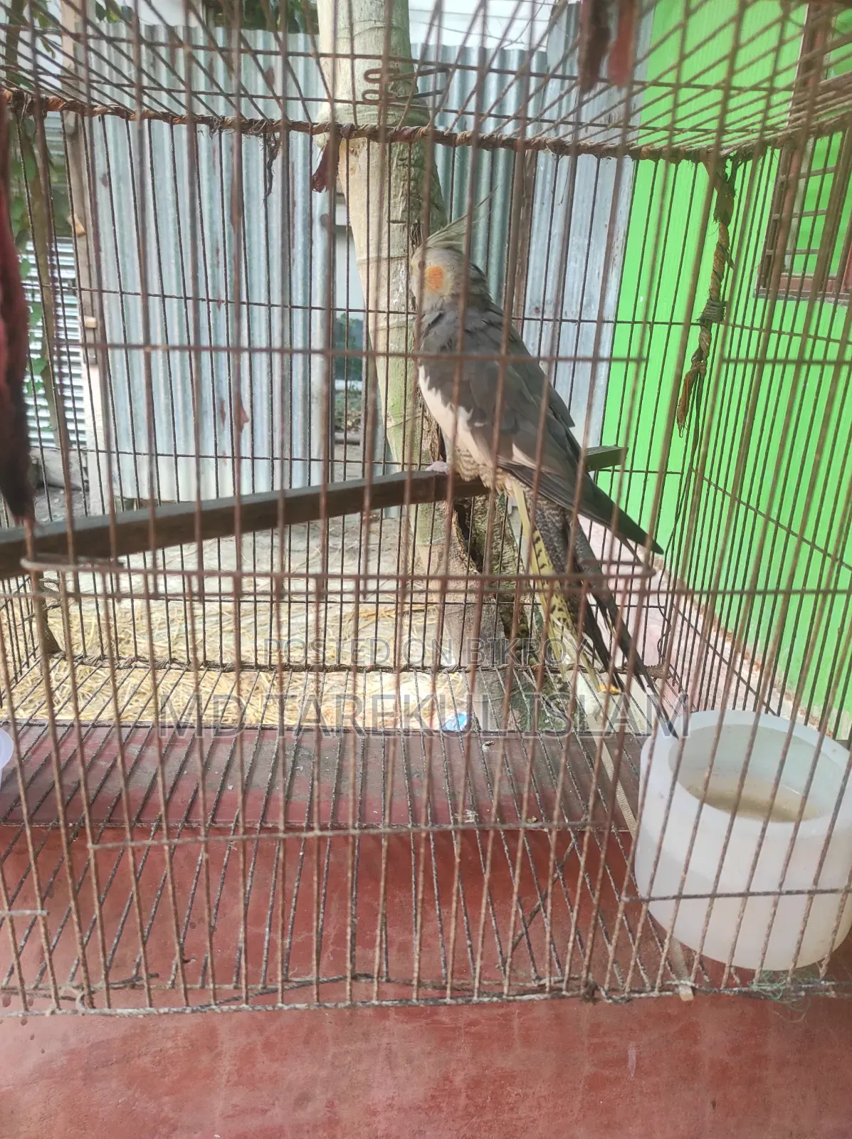 Female Cockatiel Bird