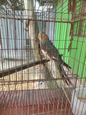 Female Cockatiel Bird
