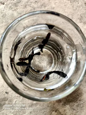 Black Moscow Guppy Fish Sell