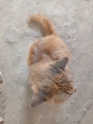 6-12 Months Male Purebred Persian Cat