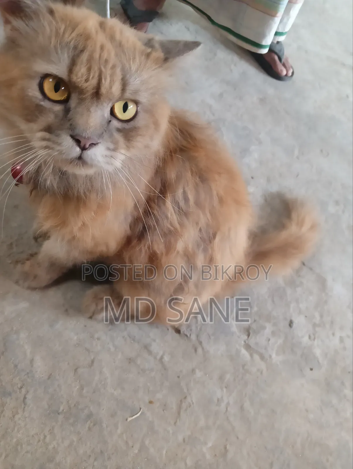 6-12 Months Male Purebred Persian Cat