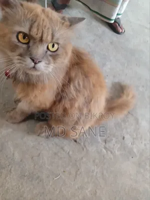 6-12 Months Male Purebred Persian Cat