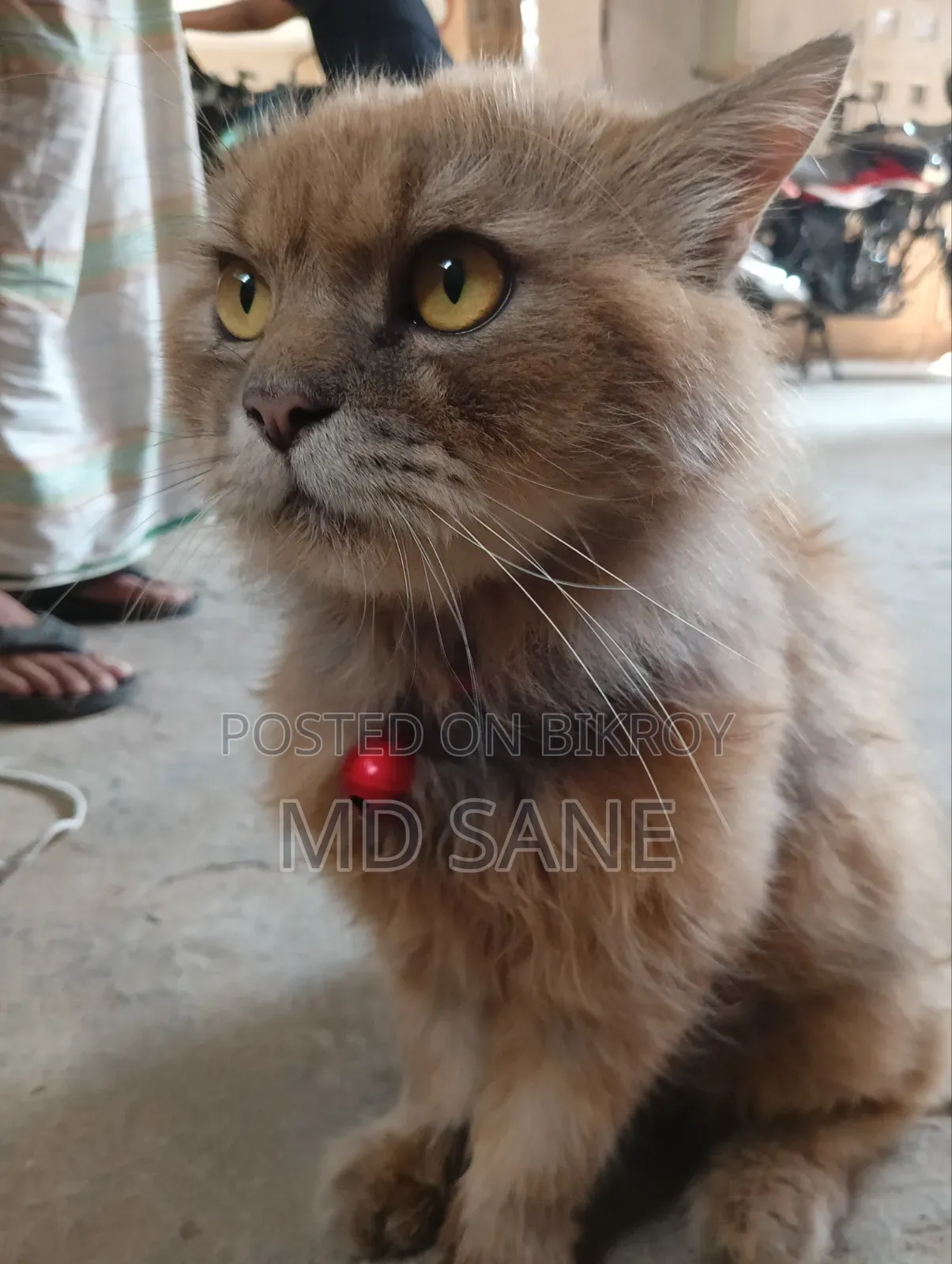 6-12 Months Male Purebred Persian Cat