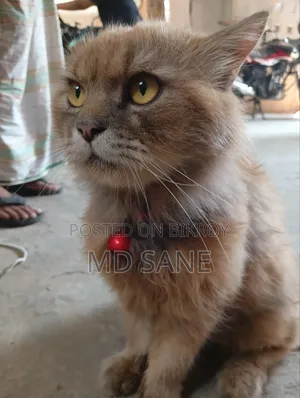 6-12 Months Male Purebred Persian Cat