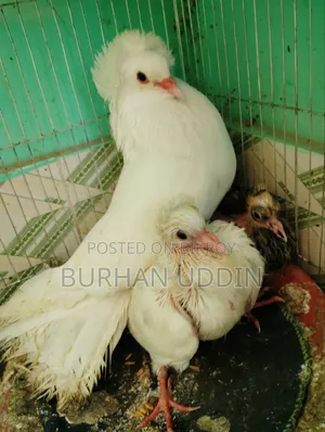 Pigeons with running chicks