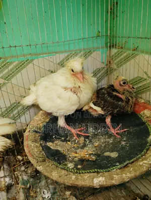Pigeons with running chicks