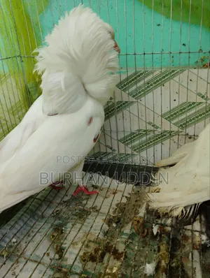 Pigeons with running chicks