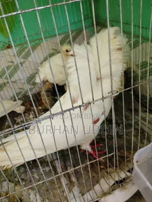 Pigeons with running chicks