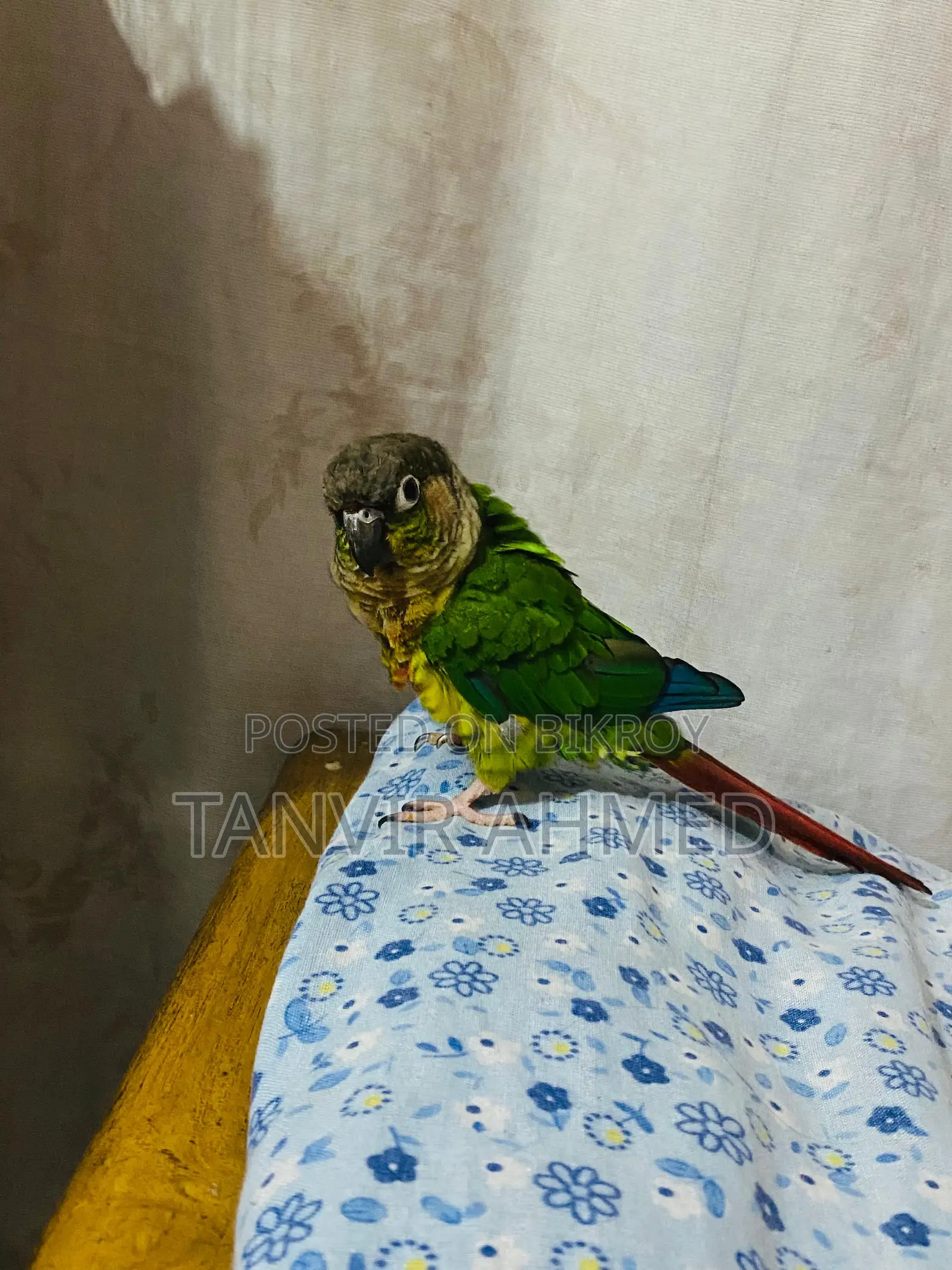 Full Team Bird