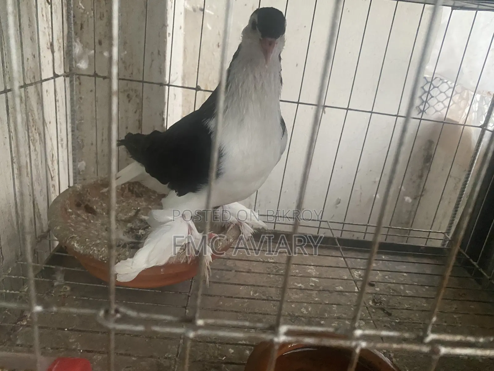Black Shiraji Male