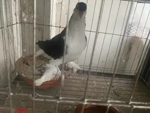 ব্ল্যাক সিরাজি পুরুষ কবুতর