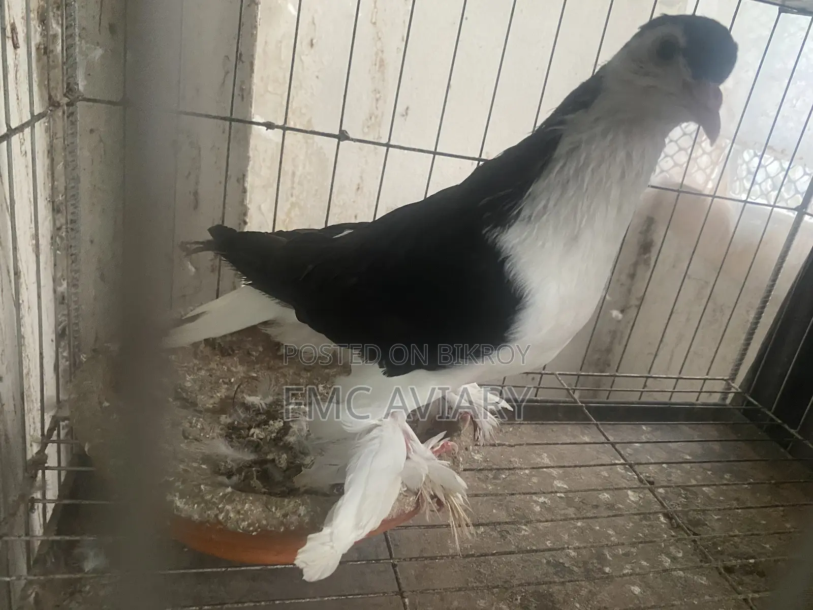 Black Shiraji Male