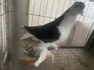 Black Shiraji Male