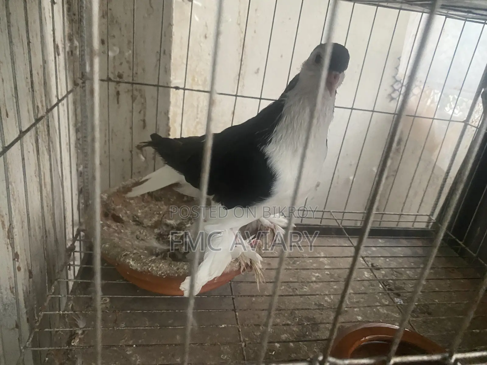 Black Shiraji Male