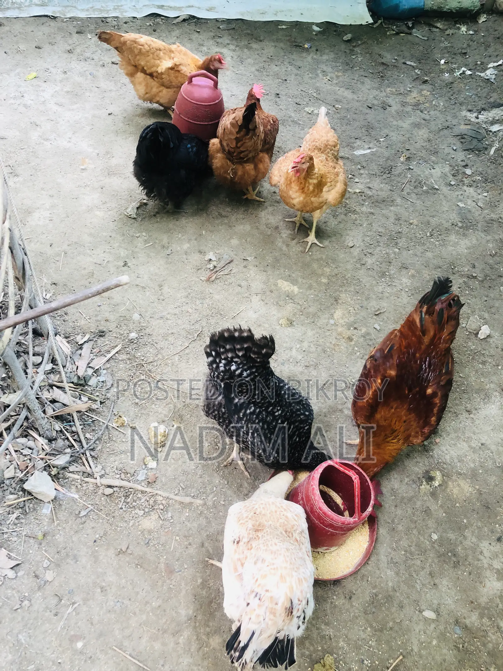 Tiger Chicken.
