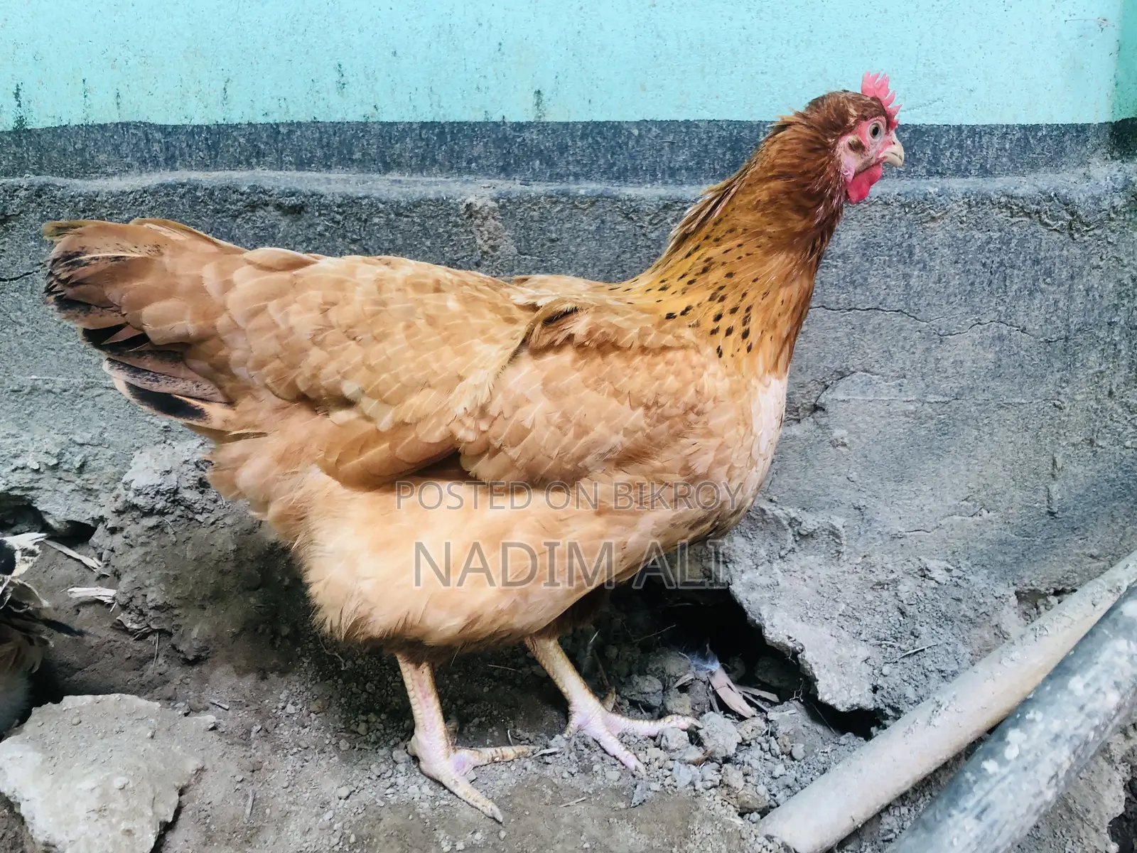 Tiger Chicken.