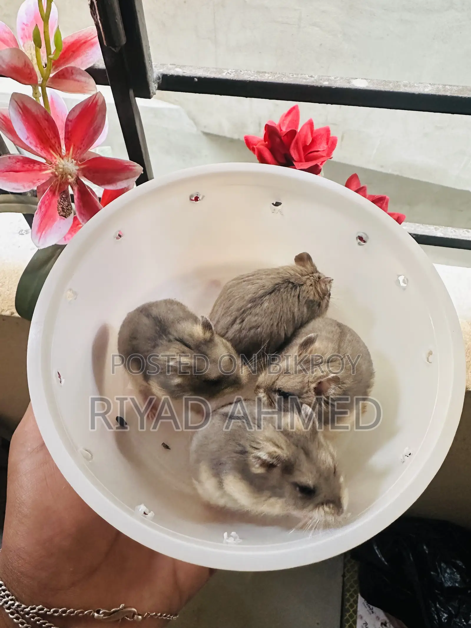 হ্যামস্টার-DRWF