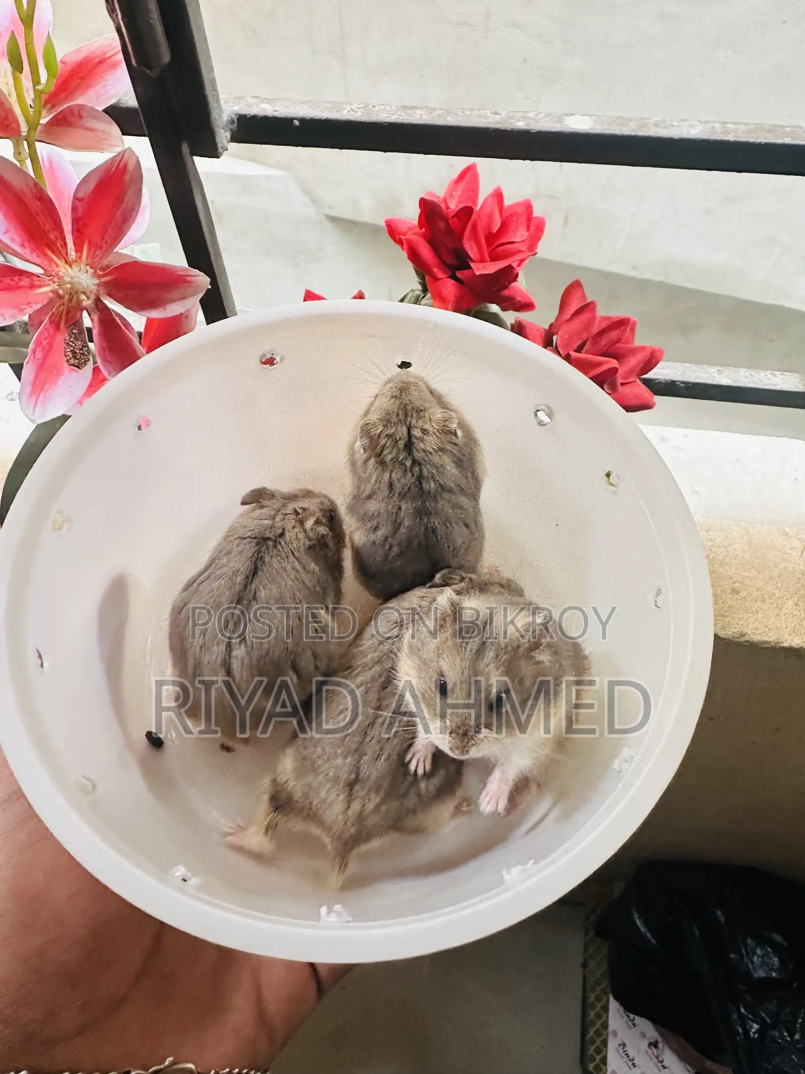 হ্যামস্টার-DRWF