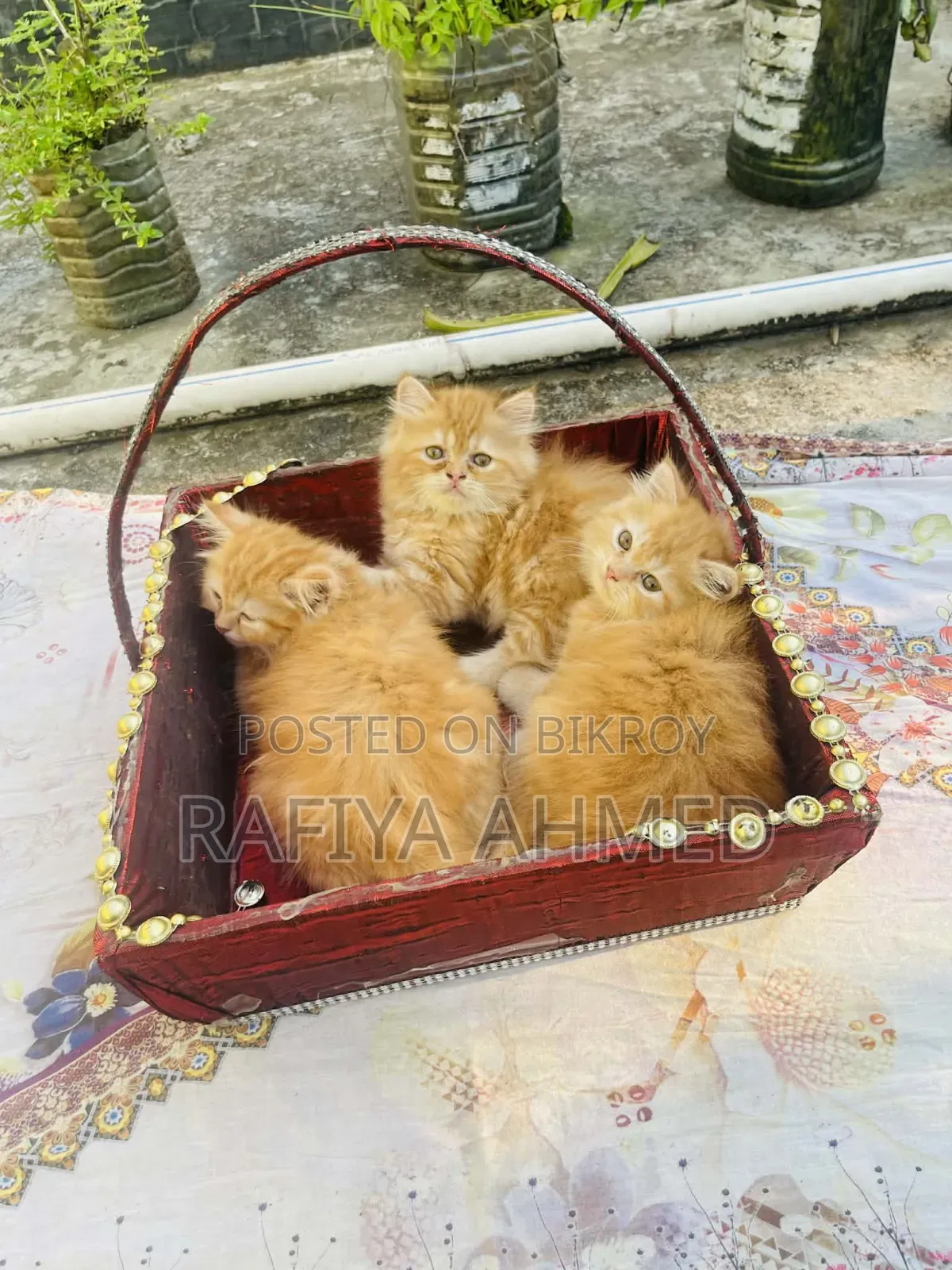 1-3 Months Female Purebred Persian