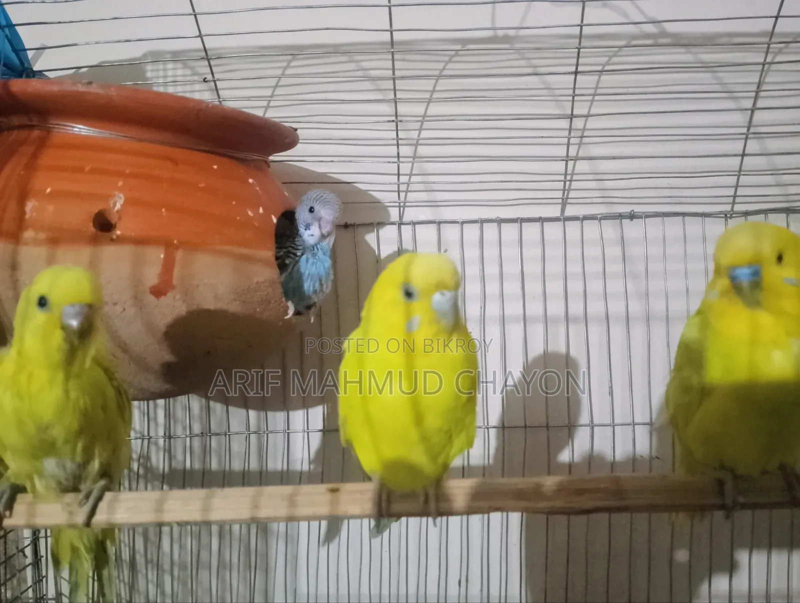 বাজরিগার পাখি