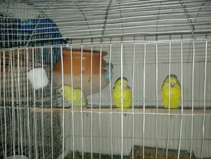 বাজরিগার পাখি