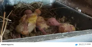 Three Lovebird Chicks for Sale