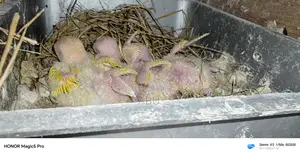 Three Lovebird chicks for sale