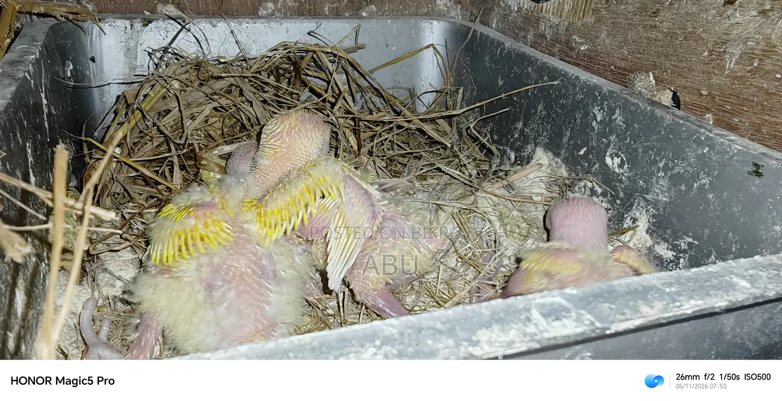 Three Lovebird chicks for sale