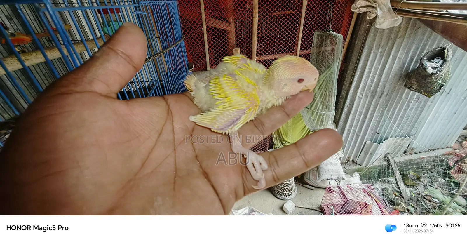 Three Lovebird chicks for sale