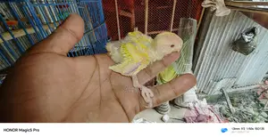 Three Lovebird chicks for sale