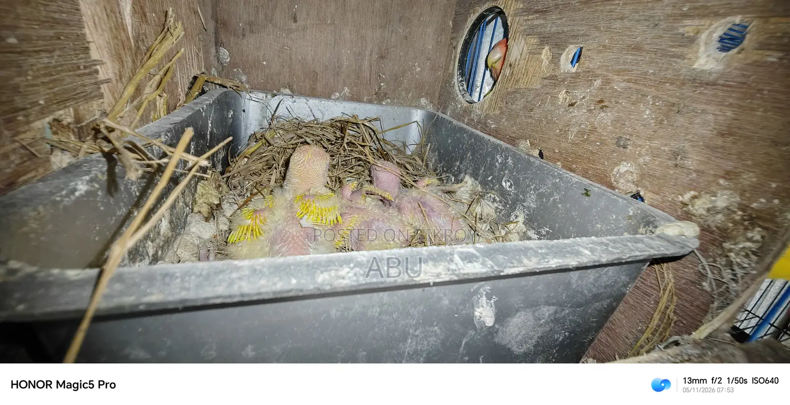 Three Lovebird chicks for sale