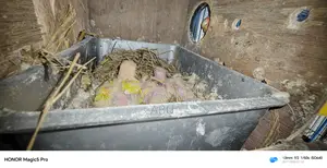 Three Lovebird chicks for sale