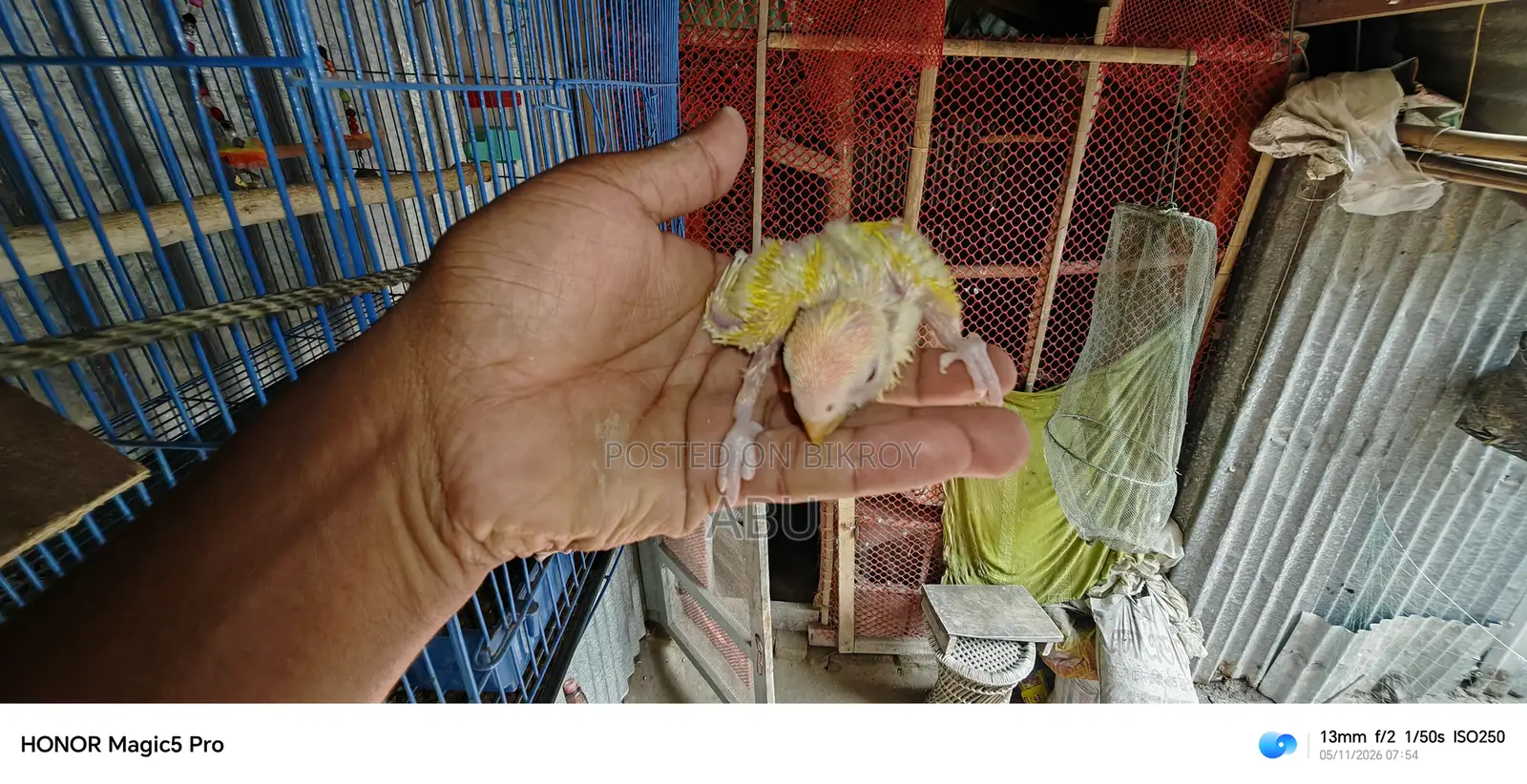 Three Lovebird chicks for sale