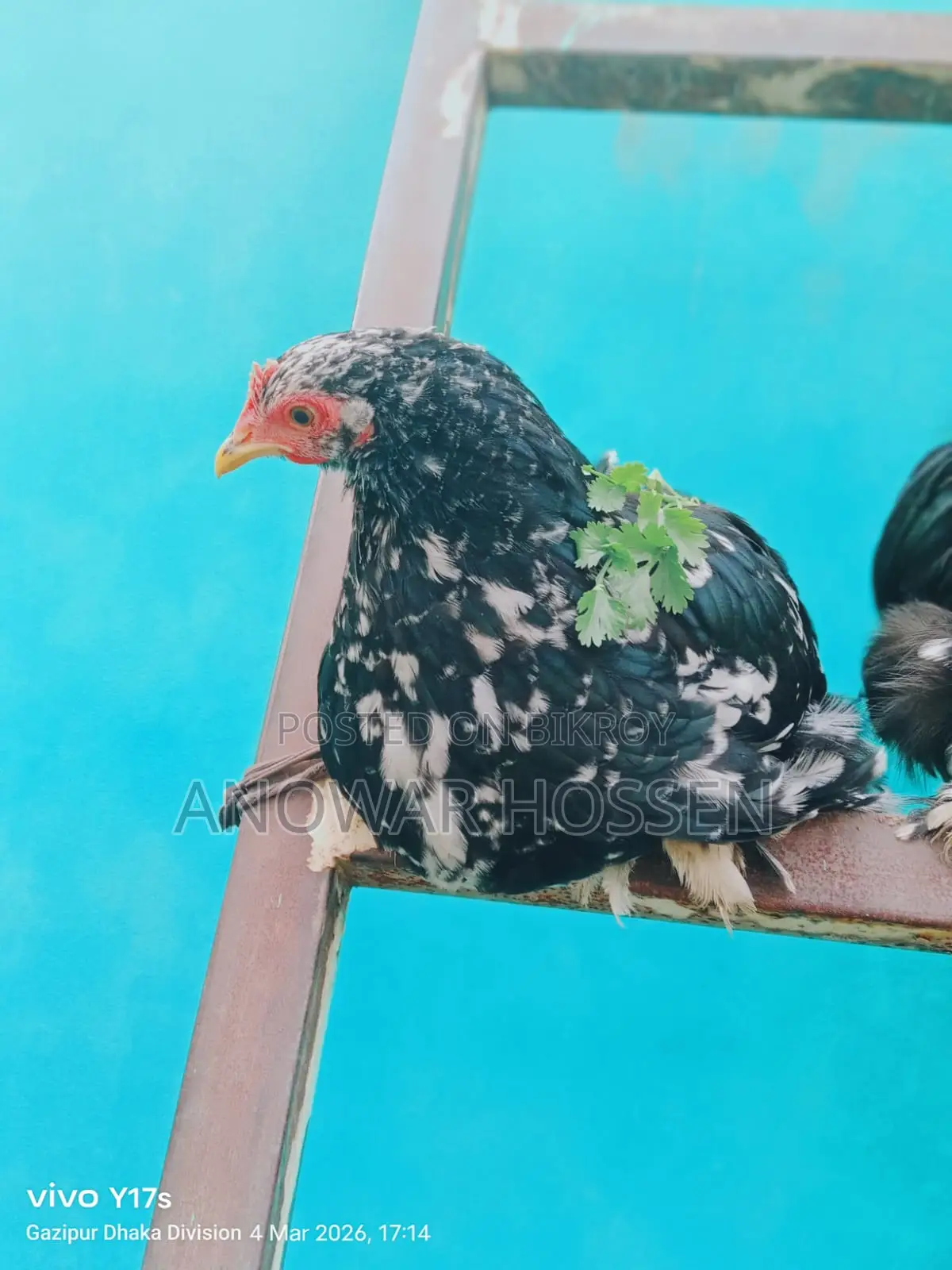 ৮ মাস বয়সের খাঁটি সিলভার কোচিন (Silver Cochin) মুরগি বিক্রি হবে