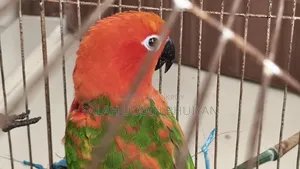Sun Conure Master Breeding Pair