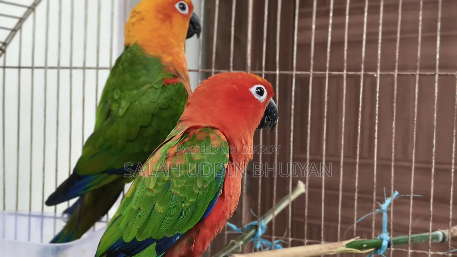 Sun Conure Master Breeding Pair