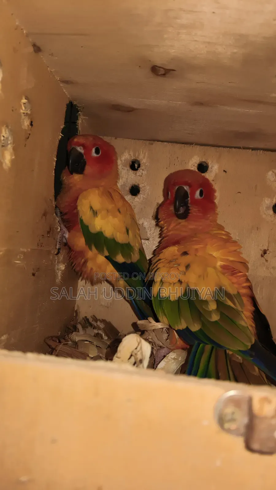 Sun Conure Master Breeding Pair