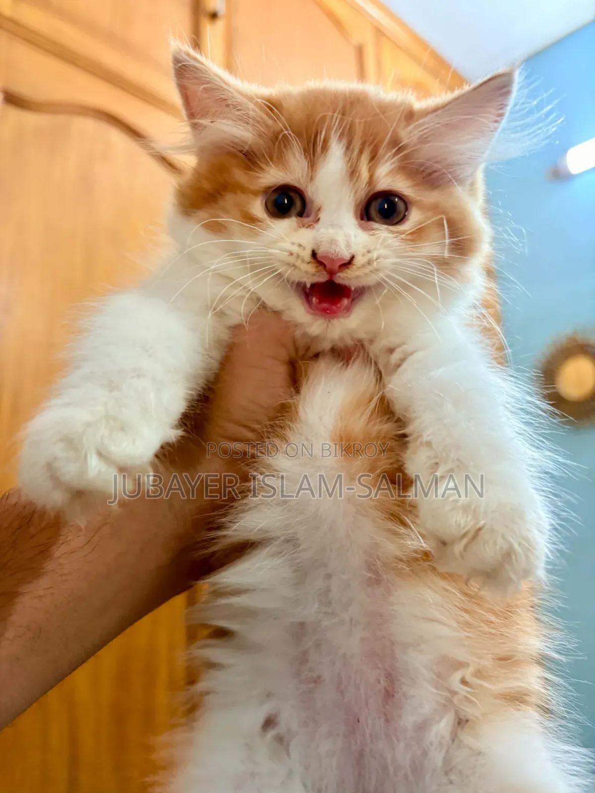 1-3 Months Female Purebred Persian