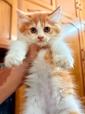 1-3 Months Female Purebred Persian
