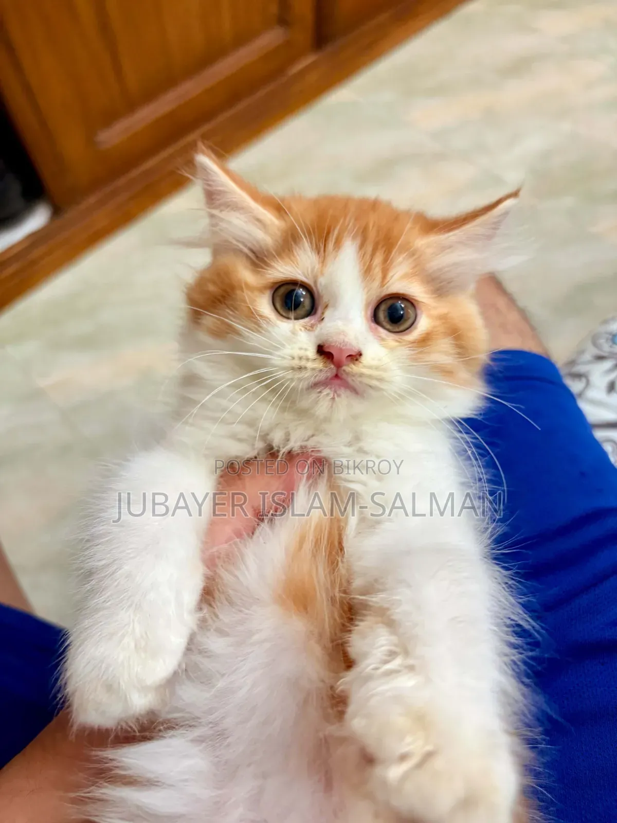 1-3 Months Female Purebred Persian