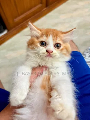 1-3 Months Female Purebred Persian