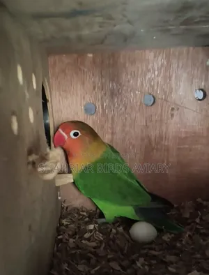 ডিম সহ লাভবার্ড পাখি