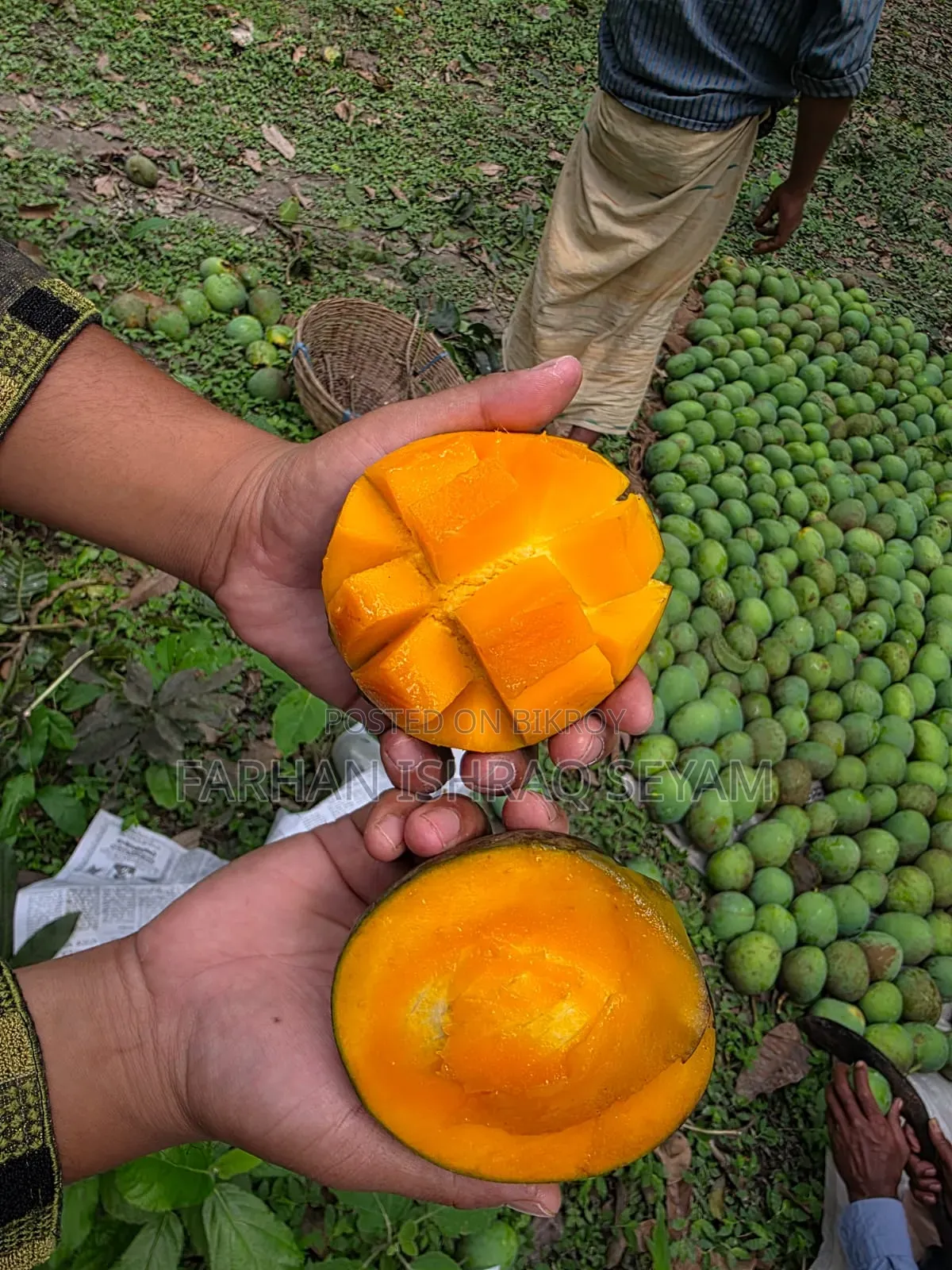 Chemical-free Gobindobhog mangoes directly from Satkhira orchard
