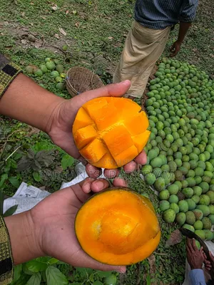 সরাসরি সাতক্ষীরার বাগান থেকে কেমিক্যালমুক্ত গোবিন্দভোগ আম
