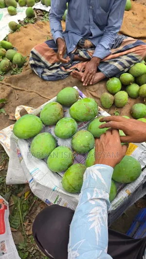 Chemical-free Gobindobhog mangoes directly from Satkhira orchard
