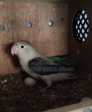 Lovebird with eggs