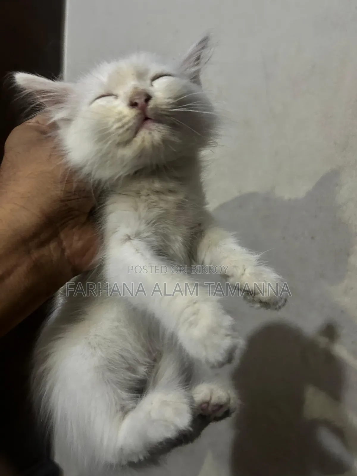 1-3 Months Male Purebred Persian
