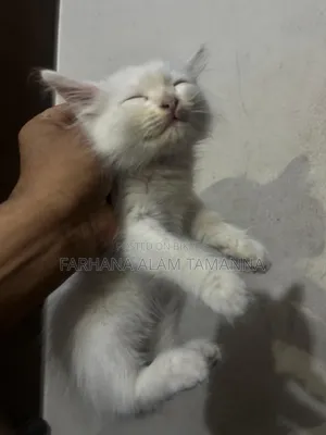 1-3 Months Male Purebred Persian